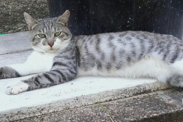 Alerte Disparition Chat Mâle , 8 ans Saint-Léonard-de-Noblat France Alerte Disparition Chat Mâle , 8 ans Saint-Léonard-de-Noblat France
