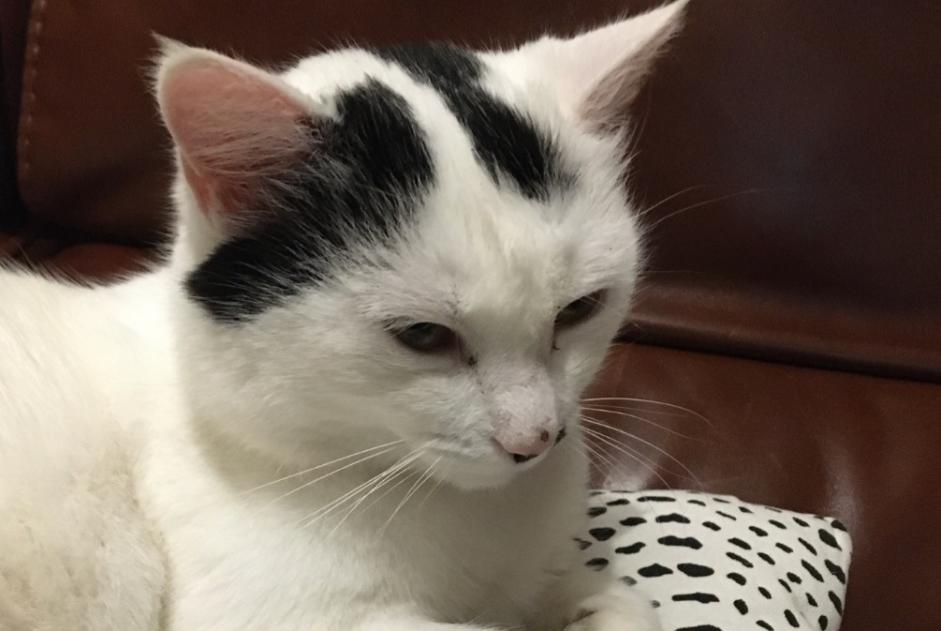 Alerte Disparition Chat Femelle , 6 ans Saint-Brice-sur-Vienne France